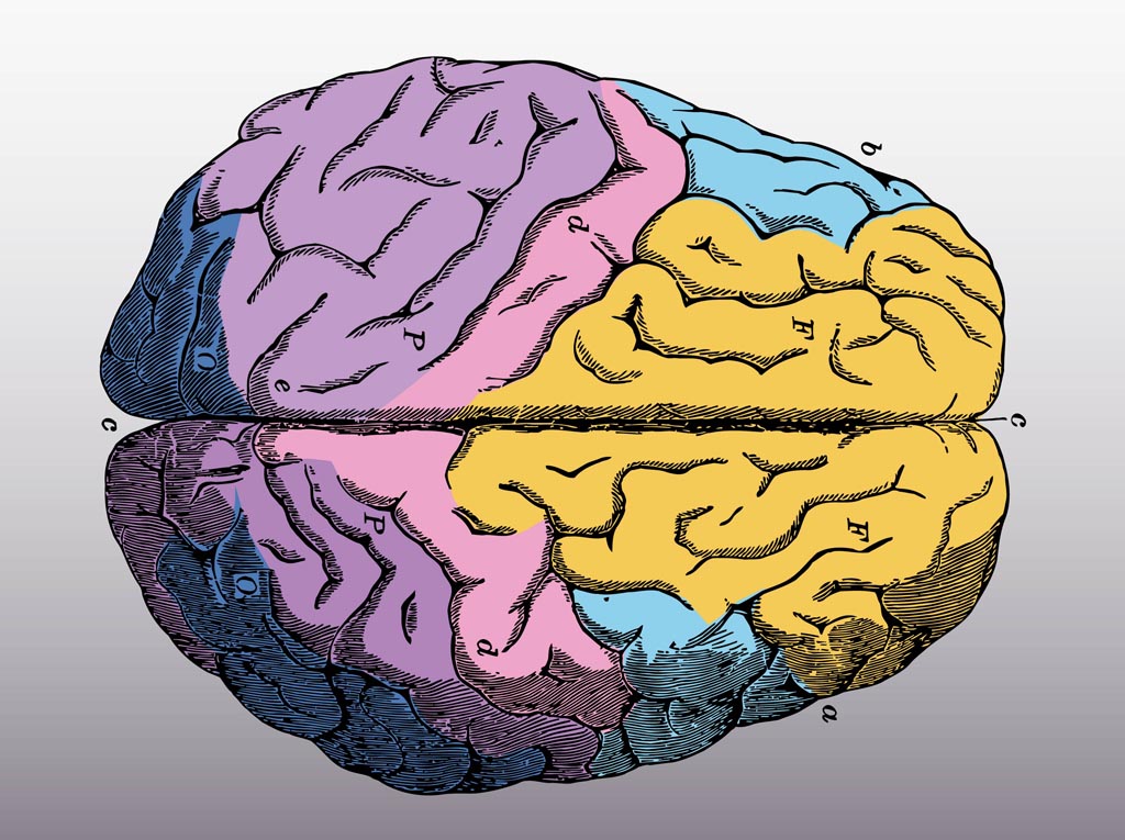Colorful Brain Vector Vector Art & Graphics | freevector.com