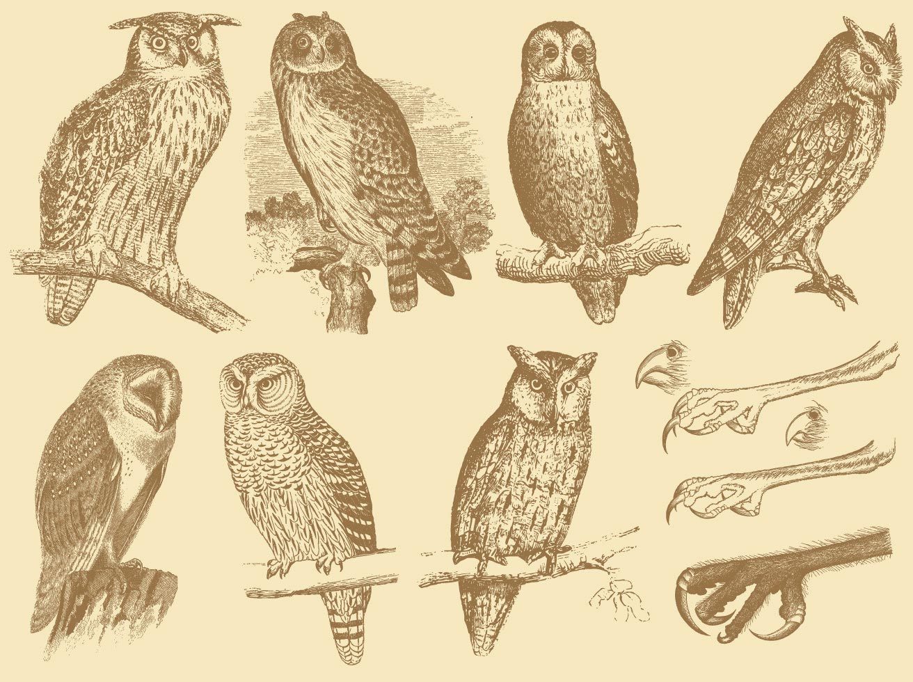 Old Style Drawing Owls