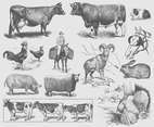 Gray Farm Animal Illustrations