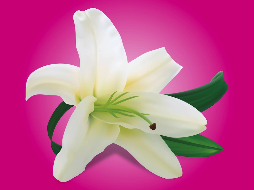 Free Free 297 Lily Flower Svg Free SVG PNG EPS DXF File