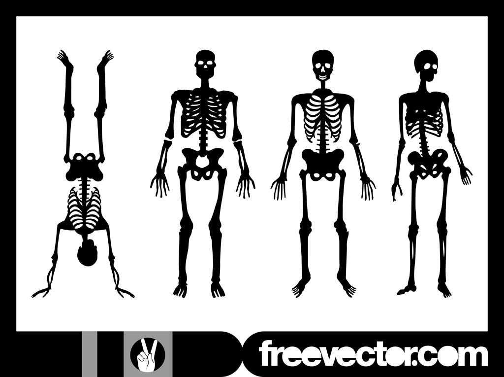 Human Skeletons Graphics Vector Art & Graphics