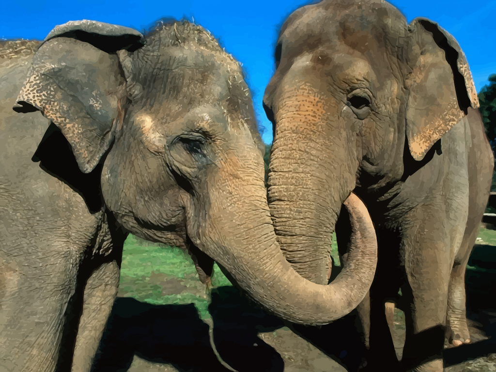 Download Elephants Couple Vector Art & Graphics | freevector.com