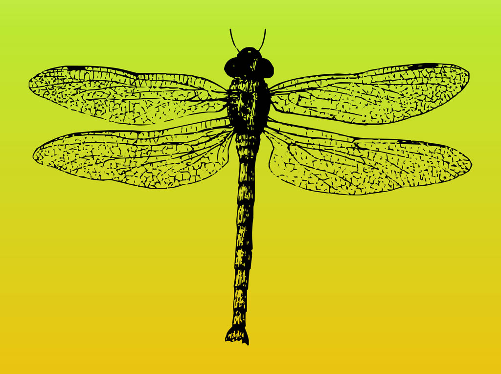 Download Dragonfly Vector Vector Art & Graphics | freevector.com