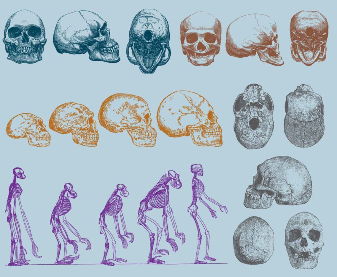 Human Skull Bones Structure Diagram Science, Vectors