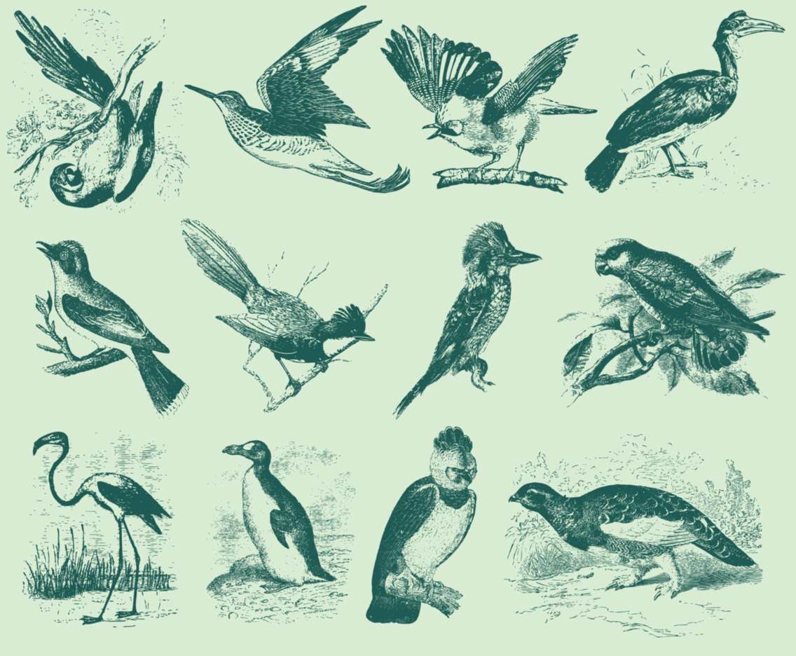 Victorian Engraved Bird Illustrations  Bird illustration, Vintage bird  illustration, Illustration