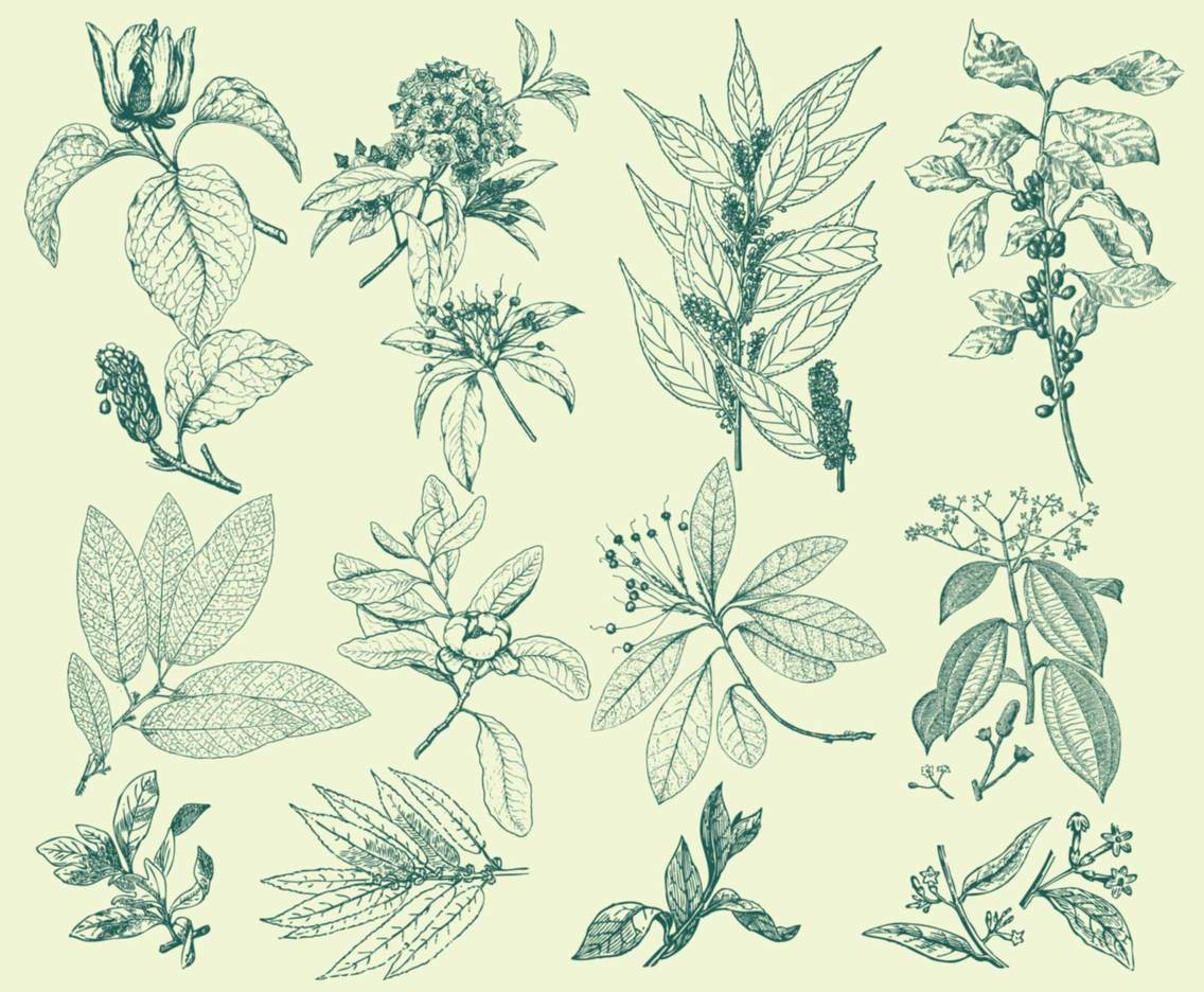free vector botanical illustration download