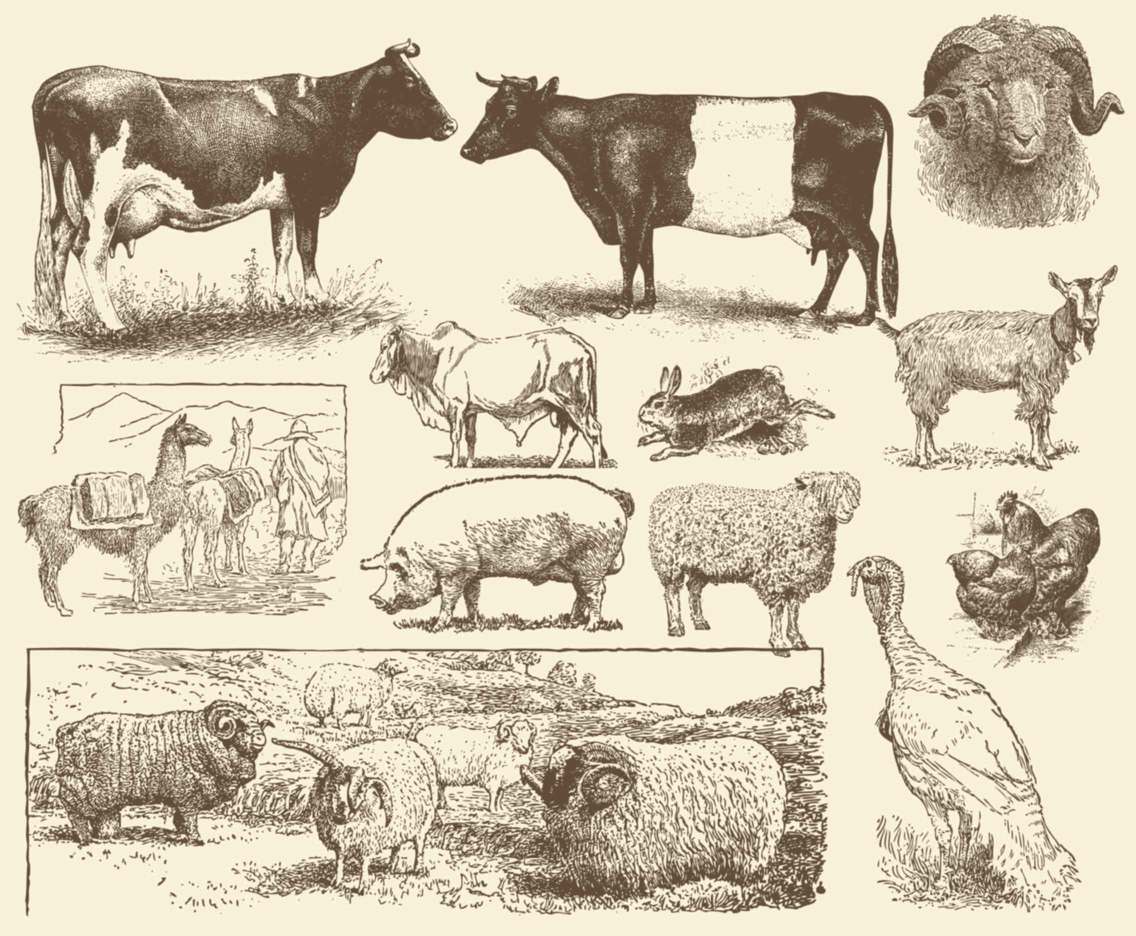 экстерьер и интерьер сельскохозяйственных животных