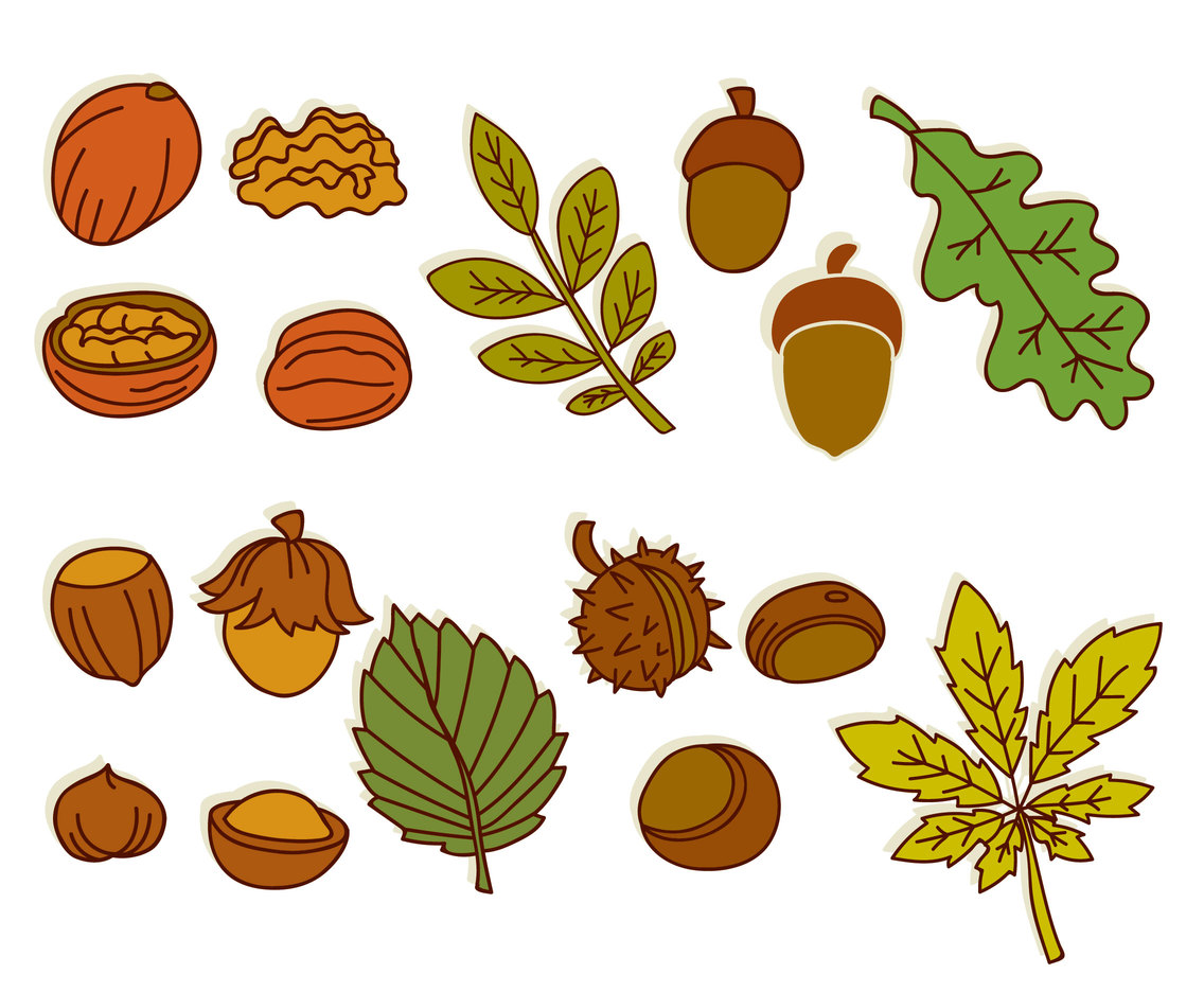 Nuts And Leaves Vector Collection Vector Art & Graphics | freevector.com