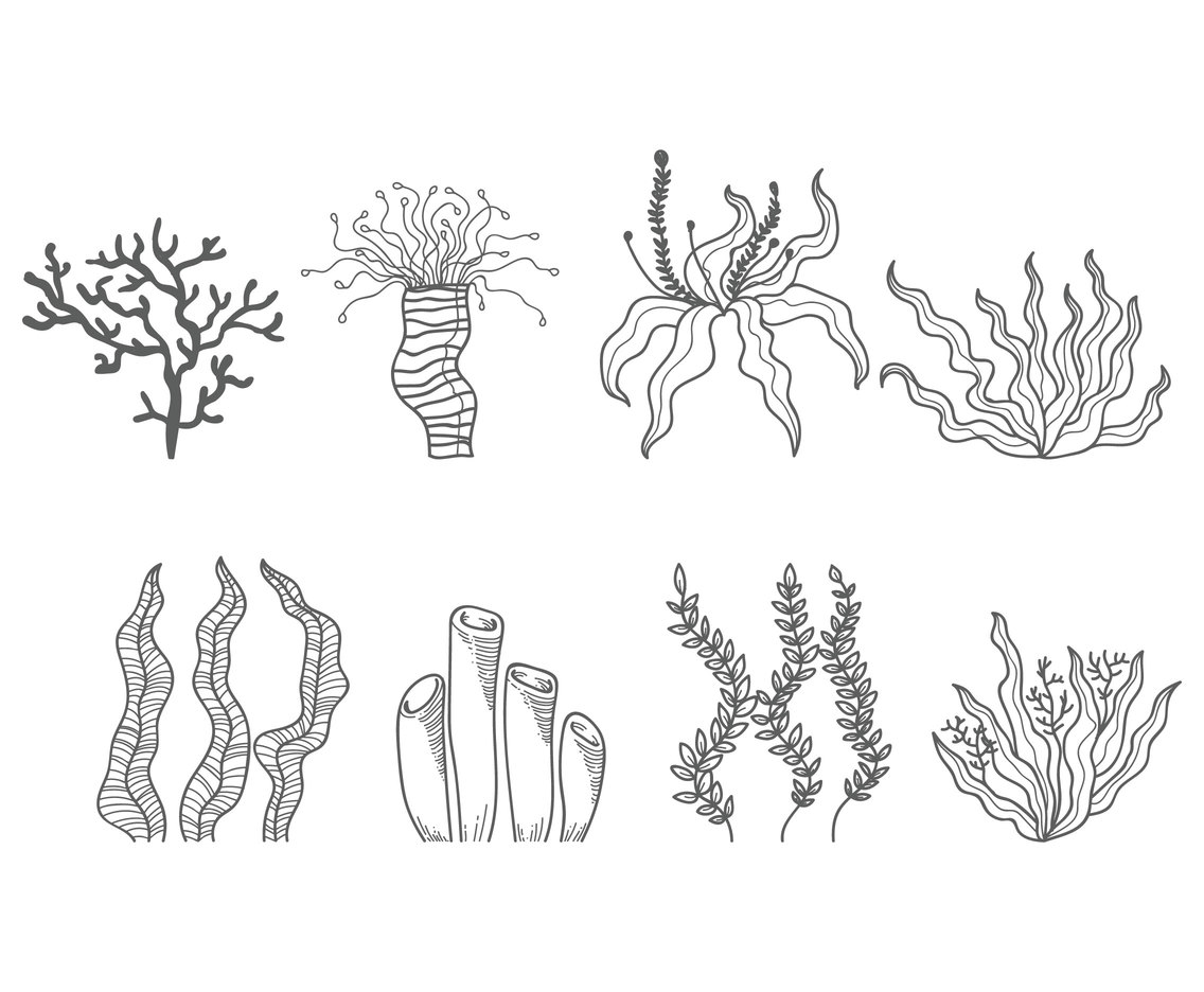 Seaweed Hand Drawn Vector Art & Graphics