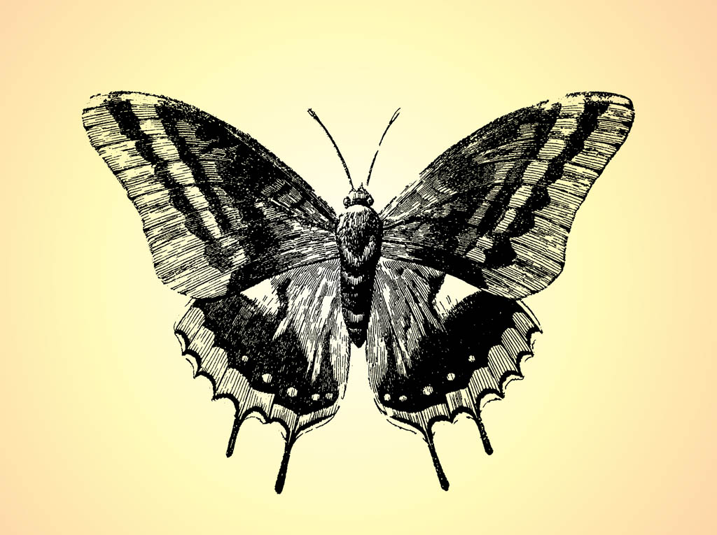 Retro Butterfly Drawing Vector Art & Graphics | freevector.com