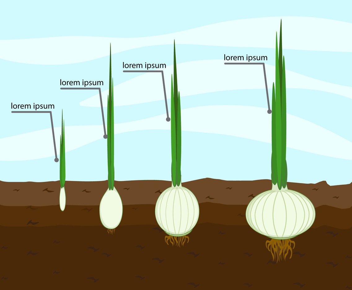 Phases And Growth Of An Onion Vector Art & Graphics