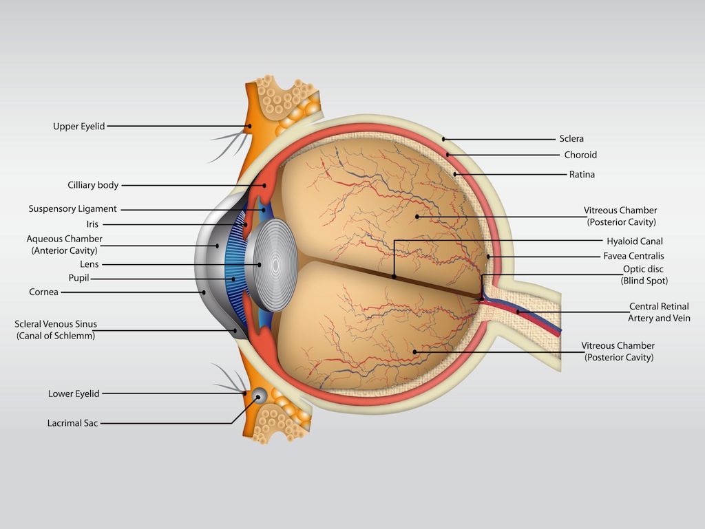 Строение глазного яблока человека анатомия латынь
