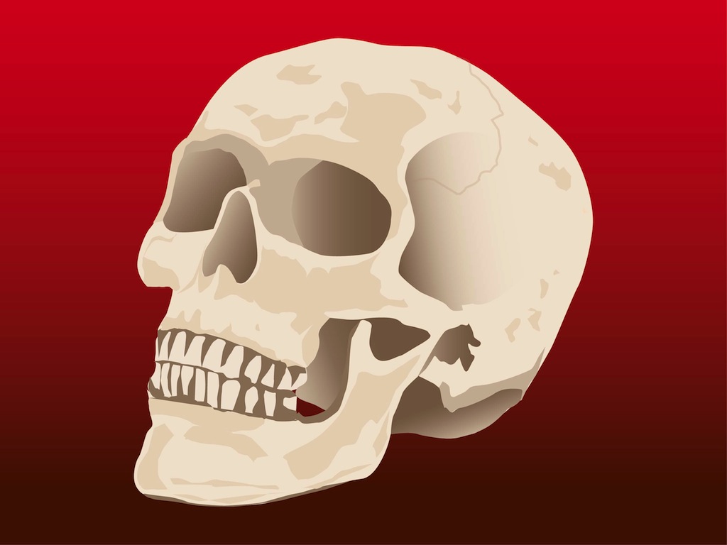 Human Skull Vector Vector Art & Graphics | freevector.com
