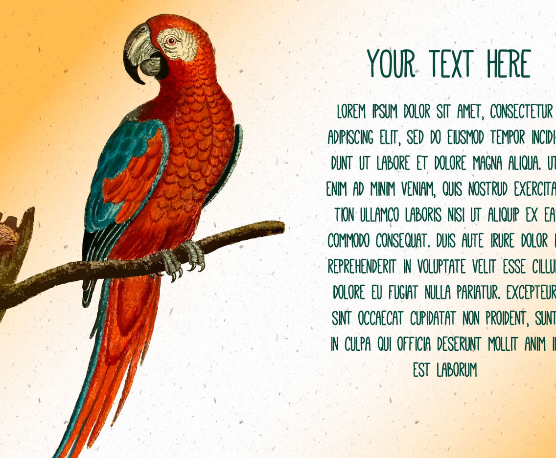 Слово попугай на английском. Поговорки со словом попугай. About Parrot. Текст про попугая на английском. Parrot text.