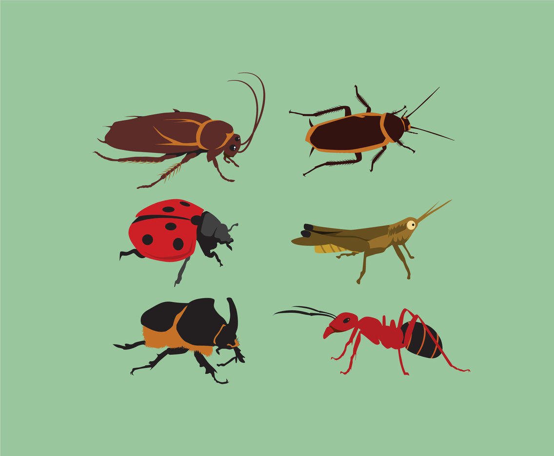Various Insects Vector Vector Art & Graphics | freevector.com