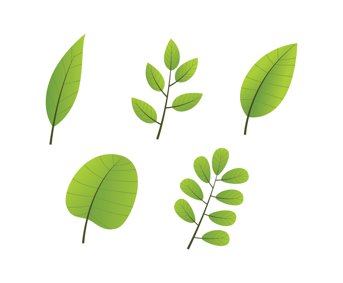 Green Leaves Clipart Set Vector Art Graphics Freevector Com