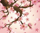 Beautiful Cherry Blossom in Pink Background