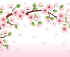 Beauty of The Blooming Sakura