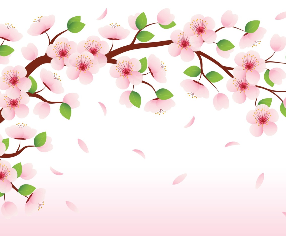 Beauty of The Blooming Sakura