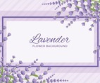 Purple Lavender Background