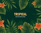 Jungle Tropical Background