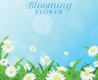 Blooming Daisy Background
