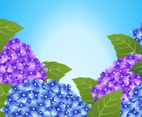 Blooming Hydrangea Flower Background