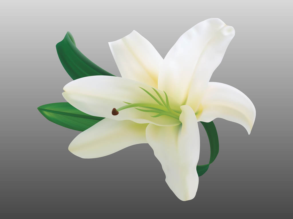 Download Lily Flower Vector Vector Art & Graphics | freevector.com