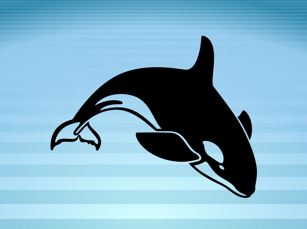 Killer Whale Vector Art & Graphics | freevector.com