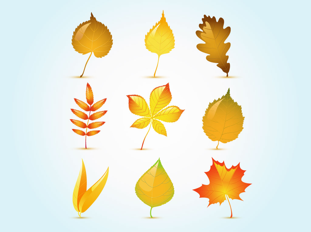 Download Glossy Autumn Leaf Vectors Vector Art & Graphics ...